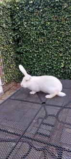 Witte Vlaamse reus ram 11 maand oud, Dieren en Toebehoren, Konijnen, Mannelijk, Groot, 0 tot 2 jaar