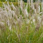 Miscanthus sinensis "Kleine Silberspinne", Vaste plant, Herfst, Siergrassen, Ophalen