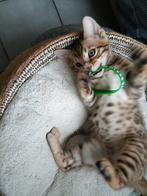 Te koop: 100% Bengaal katertje, Dieren en Toebehoren, Katten en Kittens | Raskatten | Korthaar, Kater, Met stamboom
