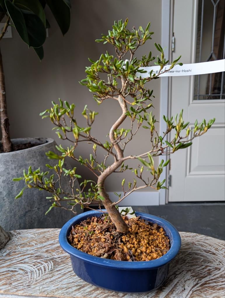 Satsuki Azalea Kashiwa-No-Hoshi Bonsai, Tuin en Terras, Planten | Bomen, Bloeit niet, Halfschaduw, Minder dan 100 cm, Overige soorten