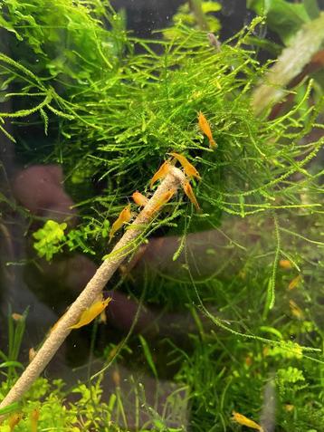 Oranje neocaridina garnalen beschikbaar voor biedingen
