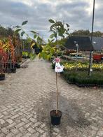 Prunus avium 'Kordia' - Zoete Kers, Overige soorten, Lente, 100 tot 250 cm, Ophalen