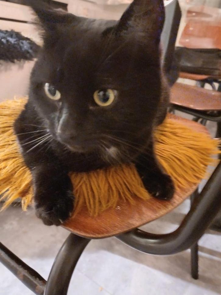 Kat, Dieren en Toebehoren, Katten en Kittens | Raskatten | Korthaar, Kater, Ingeënt