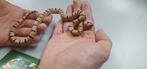 Lampropeltis leonis, Slang, Tam, 0 tot 2 jaar