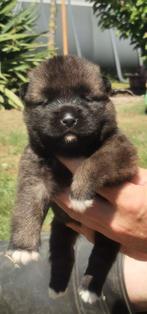 Nestaankondiging Prachtige American akita’s met FCI stamboom, Dieren en Toebehoren, Honden | Poolhonden, Keeshonden en Oertypen