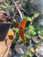 Tradescantia Jose Puig, Ophalen of Verzenden, Overige soorten, Minder dan 100 cm