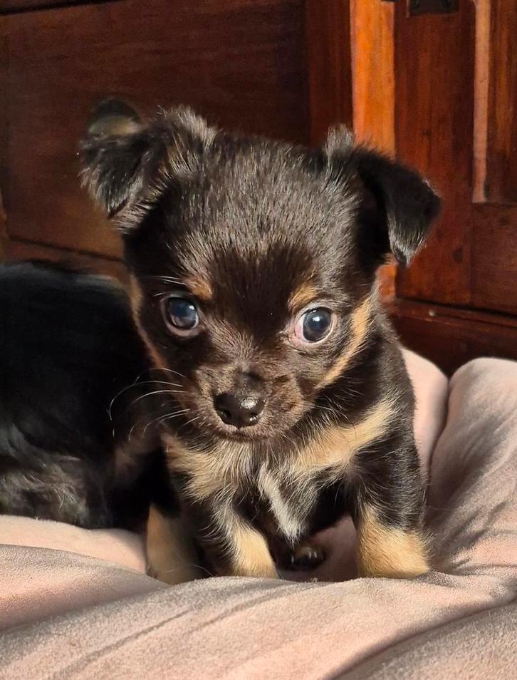 Superknappe chihuahua pups, Dieren en Toebehoren, Honden | Chihuahua's en Gezelschapshonden, Reu, Chihuahua, Particulier, Meerdere