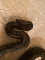 Boa constrictor man, Dieren en Toebehoren, Reptielen en Amfibieën, Slang, 0 tot 2 jaar