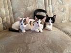 te koop lieve kittens, Dieren en Toebehoren, Katten en Kittens | Raskatten | Korthaar, Meerdere dieren, Ontwormd, 0 tot 2 jaar