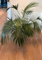 Mooie Kentia palmen  2 stuks in pot ø 38cm, Ophalen, 100 tot 150 cm, Palm, Halfschaduw