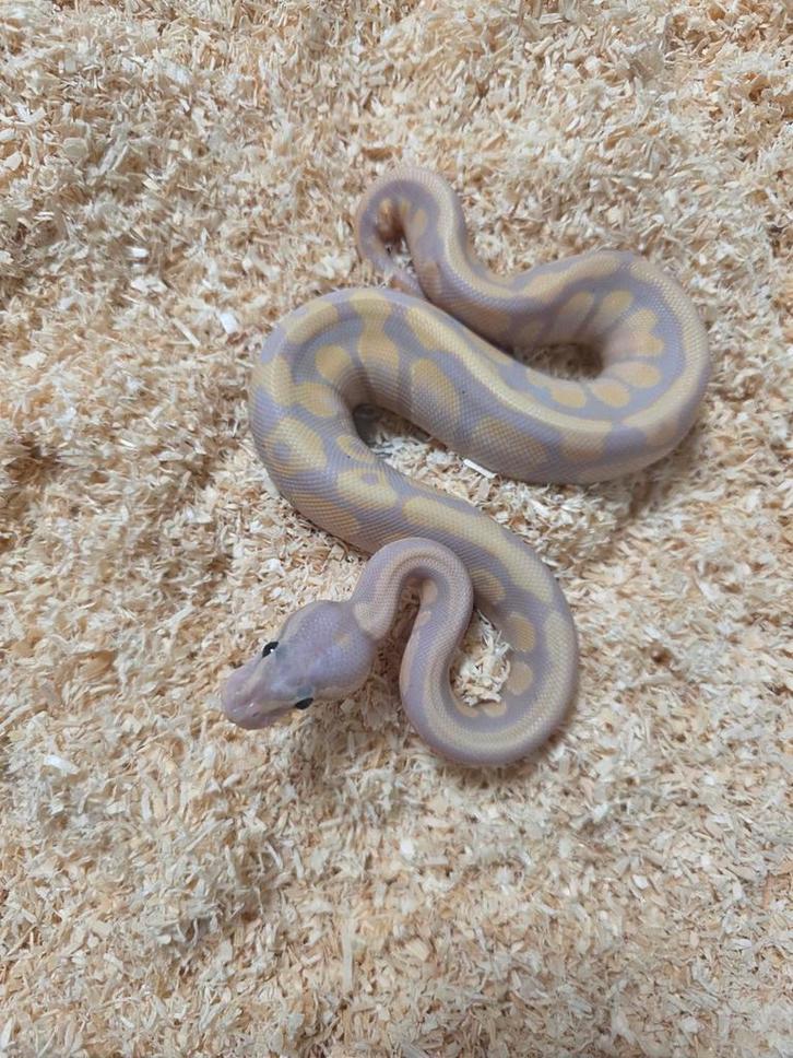 Femalemaker Banana Chocolate Fire 100%Hypo/Ghost 2025, Dieren en Toebehoren, Reptielen en Amfibieën, Slang, 0 tot 2 jaar