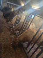 Vleesvee Vaarzen en Pinken te Koop, Ophalen of Verzenden