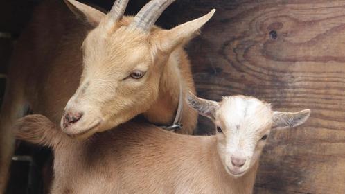 Dwerggeit, Dieren en Toebehoren, Schapen, Geiten en Varkens, Geit, Vrouwelijk, 0 tot 2 jaar