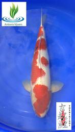 Goromo, Dieren en Toebehoren, Vissen | Vijvervissen, Karper of Koi