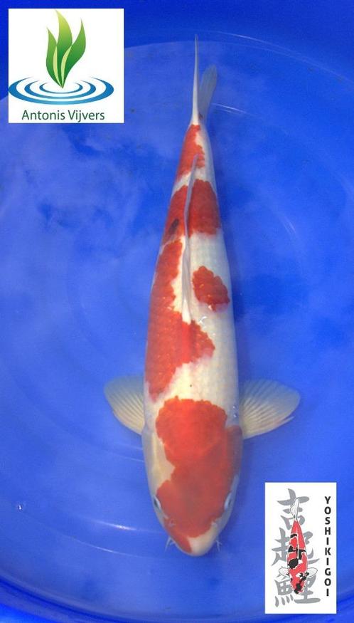 Goromo, Dieren en Toebehoren, Vissen | Vijvervissen, Karper of Koi