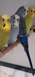 10 koppels grasparkieten, Dieren en Toebehoren, Vogels | Parkieten en Papegaaien, Meerdere dieren, Parkiet