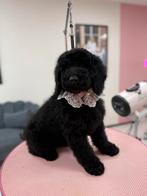 Dwergpoedel/labradoodle teefje, Poedel, Rabiës (hondsdolheid), 8 tot 15 weken, Teef