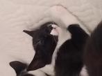 Kittens te koop, Dieren en Toebehoren, Katten en Kittens | Overige Katten