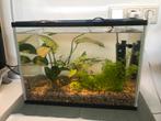 Klein (kweek) aquarium, Dieren en Toebehoren, Vissen | Aquaria en Toebehoren, Ophalen, Leeg aquarium
