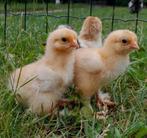 Brahma columbia buff hen kuikens, Dieren en Toebehoren, Vrouwelijk, Kip