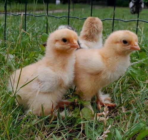 Brahma columbia buff hen kuikens, Dieren en Toebehoren, Pluimvee, Kip, Vrouwelijk