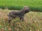 Bouvier teef (pup), Dieren en Toebehoren, Bouvier, 15 weken tot 1 jaar, Teef, Eén hond