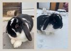 Oreo zoekt een gouden mandje, Dieren en Toebehoren, Konijnen, Vrouwelijk, Hangoor, 0 tot 2 jaar