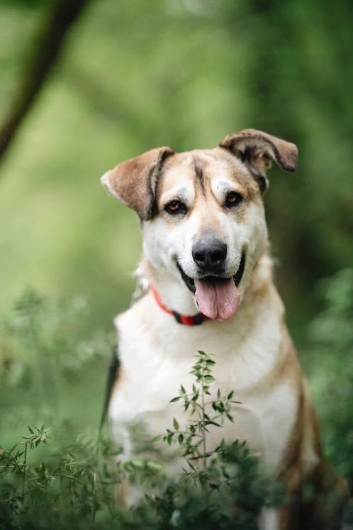 Bella Happy, Dieren en Toebehoren, Honden | Niet-rashonden, Groot, Teef, Particulier, Eén hond, Buitenland, 1 tot 2 jaar, Parvo