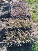 Bloeiende Erica heideplanten te koop in 3 kleuren., Tuin en Terras, Planten | Tuinplanten, Winter, Halfschaduw, Overige soorten