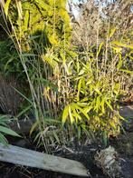 Bamboe plant stekken., Ophalen, Bamboe, 250 cm of meer