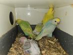 Jonge grasparkieten, Dieren en Toebehoren, Vogels | Parkieten en Papegaaien, Parkiet