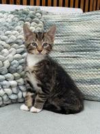 Super mooie en lieve kittens te koop, Dieren en Toebehoren, Katten en Kittens | Overige Katten, Meerdere dieren