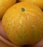 Zaden Appelkomkommer 'Crystal Apple'/'Lemon'-Cucumis sativus, Verzenden, Volle zon