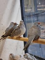 Bonte Diamantduif | Tropische duiven voor volière, Meerdere dieren, Overige soorten