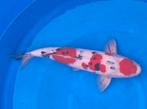 Hele mooie maruten sanke met super huid, Karper of Koi