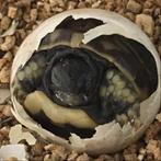 schildpad, Dieren en Toebehoren, Reptielen en Amfibieën, 0 tot 2 jaar, Tam, Schildpad