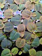 Phyllantus fluitans drijfplant, Ophalen of Verzenden, Nieuw, Plant(en), Steen of Hout