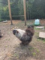 USA zijdehoen haantje, Dieren en Toebehoren, Pluimvee, Mannelijk, Kip