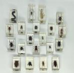Verzameling van 20 stuks Insecten in Hars, Verzamelen, Dierenverzamelingen, Overige typen, Ophalen of Verzenden, Zo goed als nieuw