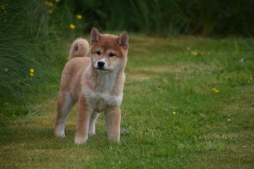 Shiba inu pups  beschikbaar voor biedingen