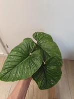Diverse stekjes Philodendron Mamei, Huis en Inrichting, Kamerplanten, Ophalen of Verzenden, Overige soorten, Minder dan 100 cm