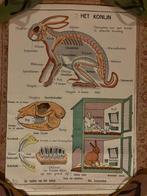 Oude schoolposter 2 zijdig bedrukt insecten en konijn, Antiek en Kunst, Ophalen of Verzenden, Aardrijkskunde