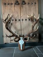 Prachtig 20 ender gewei edelhert afwerpstangen schedel, Ophalen, Zo goed als nieuw, Hert, Gewei of Kop