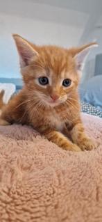 4 mooie kittens, Dieren en Toebehoren, Katten en Kittens | Raskatten | Korthaar, Meerdere dieren