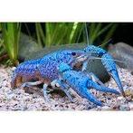 Blauwe Florida kreeft, Kreeft, Krab of Garnaal, Zoetwatervis