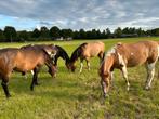 Quarter Horses te koop, Dieren en Toebehoren, Meerdere dieren, Westernpaard