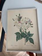 2 Botanische Prenten in Lijst - Redouté Stijl, Antiek en Kunst, Ophalen of Verzenden