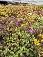 Lichtgewicht premium sedummatten, Ophalen, Nieuw