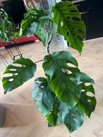 Monstera Dubai XL op Mospaal, Ophalen