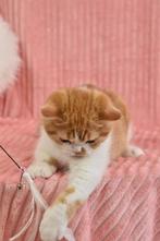 Diego – Red Cinnamon Carrier British Shorthair Boy (d 03), Poes, Gechipt, 0 tot 2 jaar